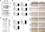 Phospho-Tau (Ser202, Thr205) Antibody in Immunohistochemistry (IHC)