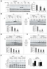 STAT5 alpha/beta Antibody in Western Blot (WB)