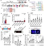 TBX1 Antibody in ChIP Assay (ChIP)