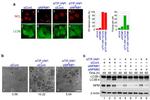NPM1 Antibody in Western Blot (WB)