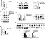 EphA4 Antibody in Western Blot (WB)