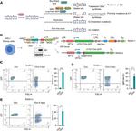 AID Antibody in Western Blot (WB)