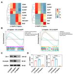ZO-1 Antibody in Western Blot (WB)