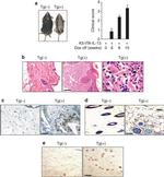 F4/80 Antibody in Immunohistochemistry (Paraffin) (IHC (P))