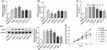 TUFT1 Antibody in Western Blot (WB)