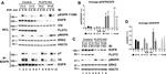 EGFR Antibody in Western Blot, Immunoprecipitation (WB, IP)