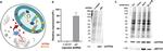 MTCO1 Antibody in Western Blot (WB)