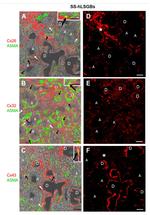 Connexin 32 Antibody in Immunohistochemistry (IHC)