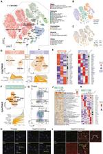 Sca-1 Antibody in Immunohistochemistry (IHC)
