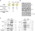 DPM1 Monoclonal Antibody (5C5A7)