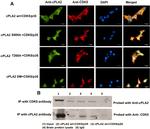 CDK5 Antibody in Western Blot, Immunocytochemistry, Immunoprecipitation (WB, ICC/IF, IP)