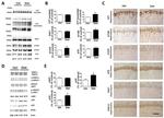Phospho-Tau (Ser202, Thr205) Antibody in Immunohistochemistry (IHC)