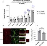 PRR7 Antibody in Immunocytochemistry (ICC/IF)