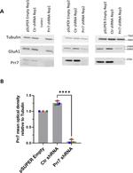 PRR7 Antibody in Western Blot (WB)