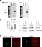 PRR7 Antibody in Immunocytochemistry (ICC/IF)