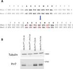 PRR7 Antibody in Western Blot (WB)