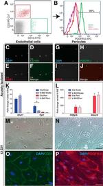 CD140b (PDGFRB) Antibody in Immunohistochemistry, Immunocytochemistry, Flow Cytometry (IHC, ICC/IF, Flow)