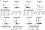 TSG101 Antibody in Western Blot, Immunoprecipitation (WB, IP)