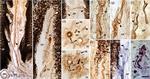 S100 Antibody in Immunohistochemistry - Free Floating (IHC (Free))