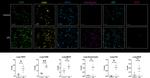 CD3 Antibody in Immunohistochemistry (IHC)