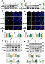 Hepatitis B Virus X Monoclonal Antibody (3F6-G10)