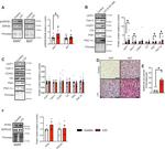 RyR2 Antibody in Western Blot (WB)