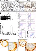 ATP4B Antibody in Flow Cytometry (Flow)