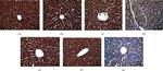 Bcl-2 Antibody in Immunohistochemistry (Paraffin) (IHC (P))