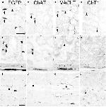 eGFP Antibody in Immunohistochemistry (IHC)