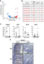 ST6GAL1 Antibody in Immunohistochemistry (IHC)