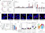PR3 Antibody in Flow Cytometry (Flow)