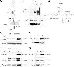 PGK1 Antibody in Western Blot (WB)