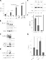 PGK1 Antibody in Western Blot (WB)