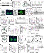 NRG1 Antibody in Western Blot (WB)