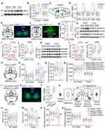 NRG1 Antibody in Western Blot (WB)