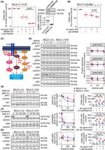 ErbB4 Antibody in Neutralization (Neu)