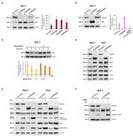 Estrogen Receptor alpha Antibody in Western Blot (WB)