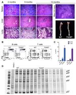 Ly-6A/E (Sca-1) Antibody in Flow Cytometry (Flow)