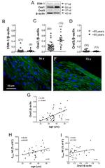 ORAI1 Antibody in Western Blot (WB)