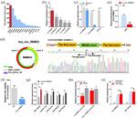 AGO2 Antibody in RNA Immunoprecipitation (RIP)