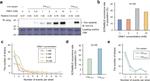 Cre recombinase Antibody in Western Blot (WB)