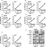 IL-29 Recombinant Rabbit Monoclonal Antibody (001)