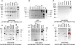 Collagen X Antibody in Western Blot (WB)