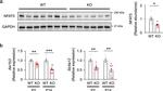 NFAT5 Antibody in Western Blot (WB)