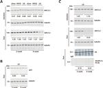 NPC1L1 Antibody in Western Blot (WB)