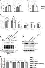 NPC1L1 Antibody in Western Blot (WB)