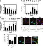 LC3A/LC3B Antibody in Western Blot, Immunohistochemistry, Immunocytochemistry (WB, IHC, ICC/IF)