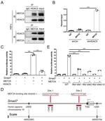 HDAC5 Antibody in Western Blot, Immunoprecipitation (WB, IP)