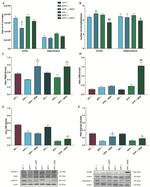 LAMP2 Antibody in Western Blot (WB)