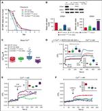 ORAI1 Antibody in Western Blot (WB)